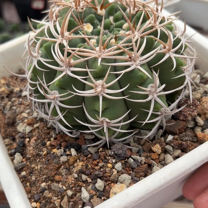 8057实生碧岩玉好养皮实