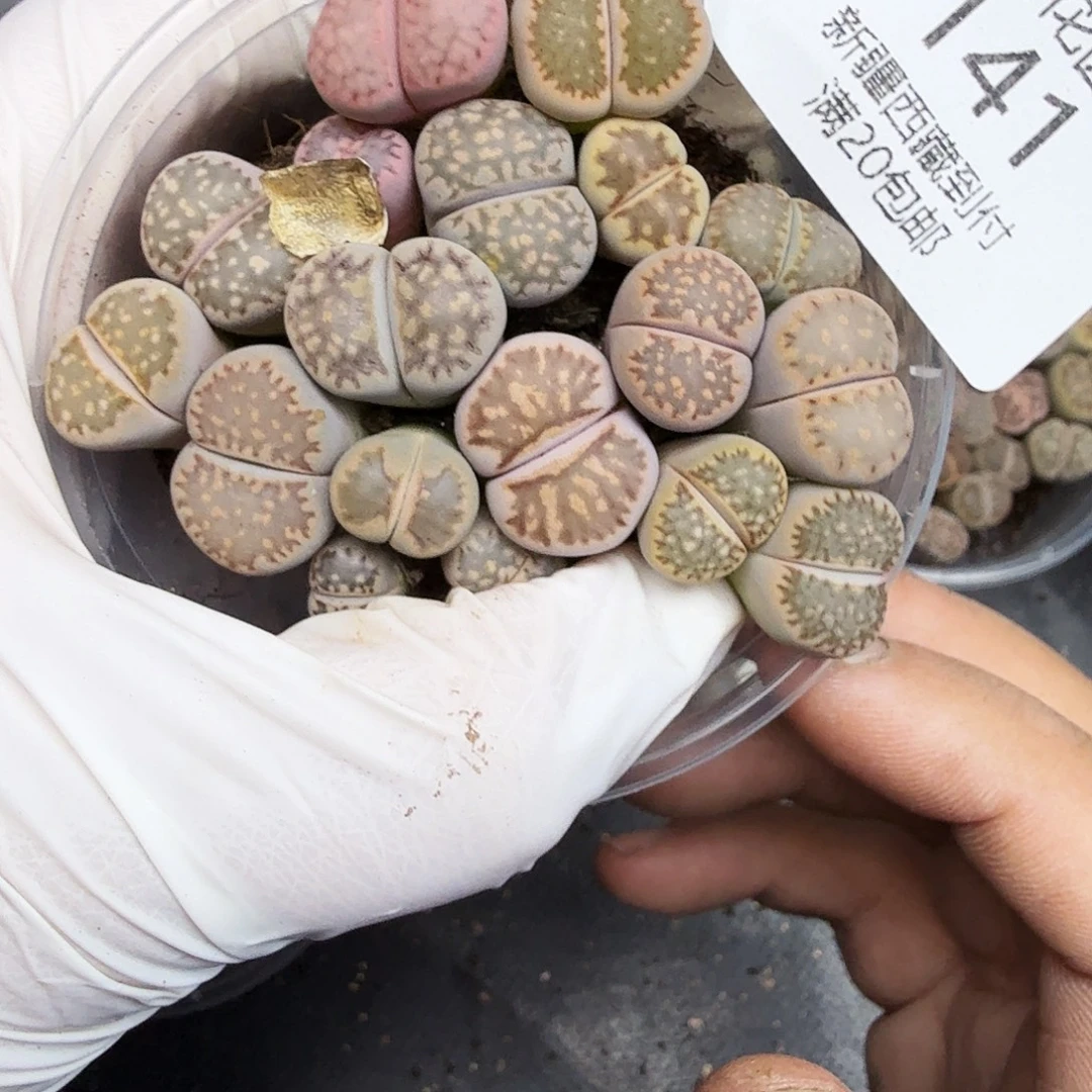 哈哈笑不出话就笑道141这个