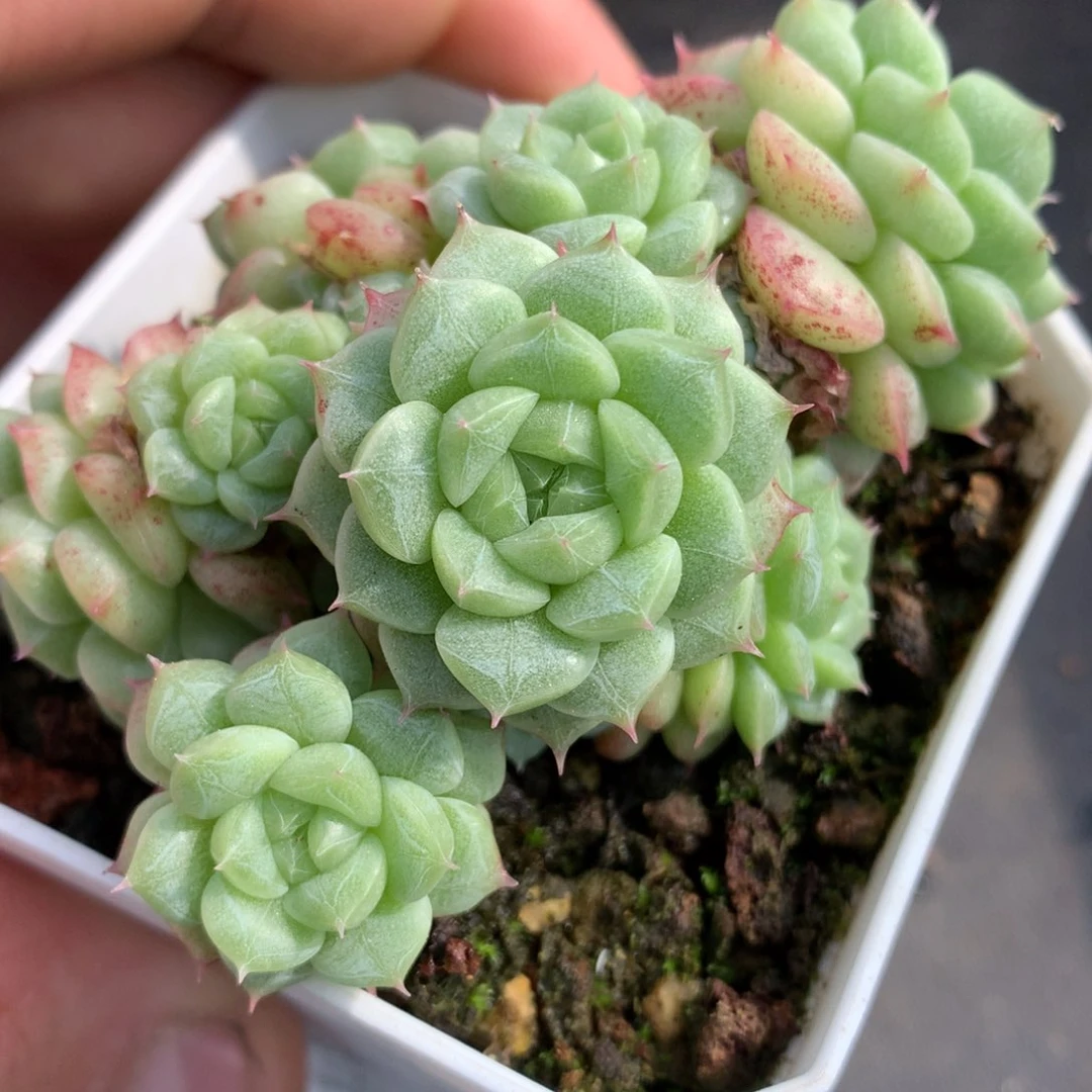 0531-272 珍妮优选
