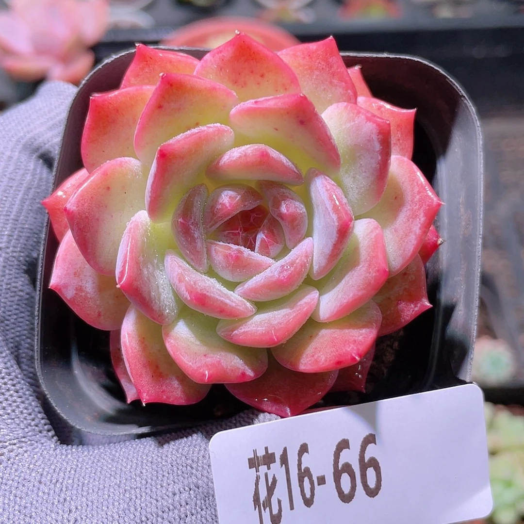花利美16-66颜霜