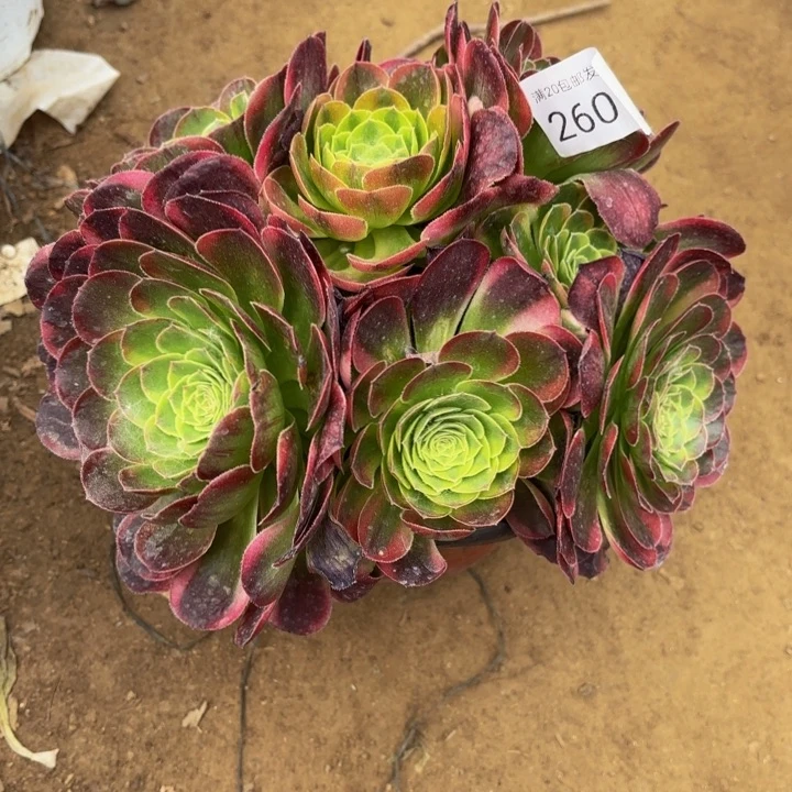 万奶白锦多肉处理不包断头2609