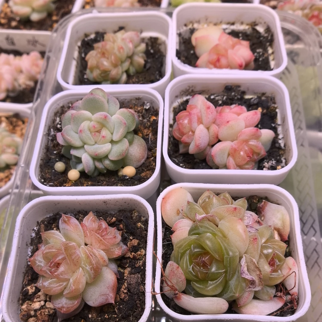珍妮多肉一物一拍