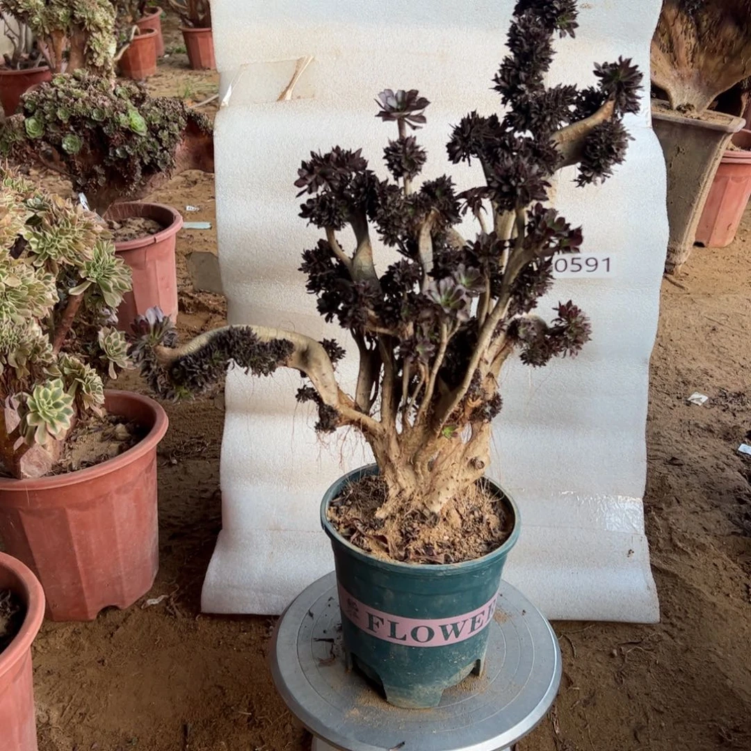 有伤黑缀591高度42厘米