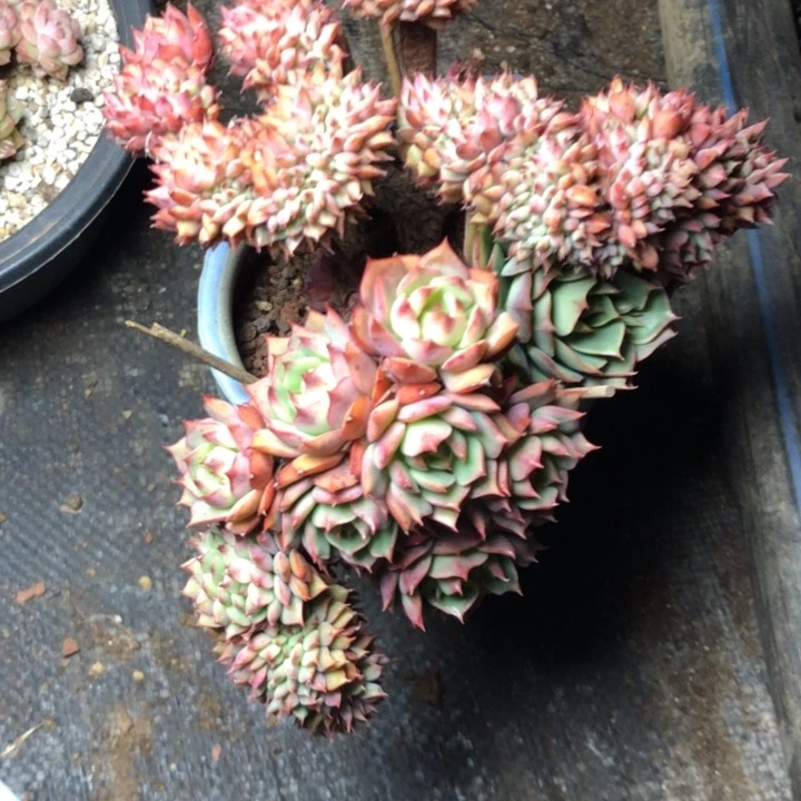 -****_43///////////////