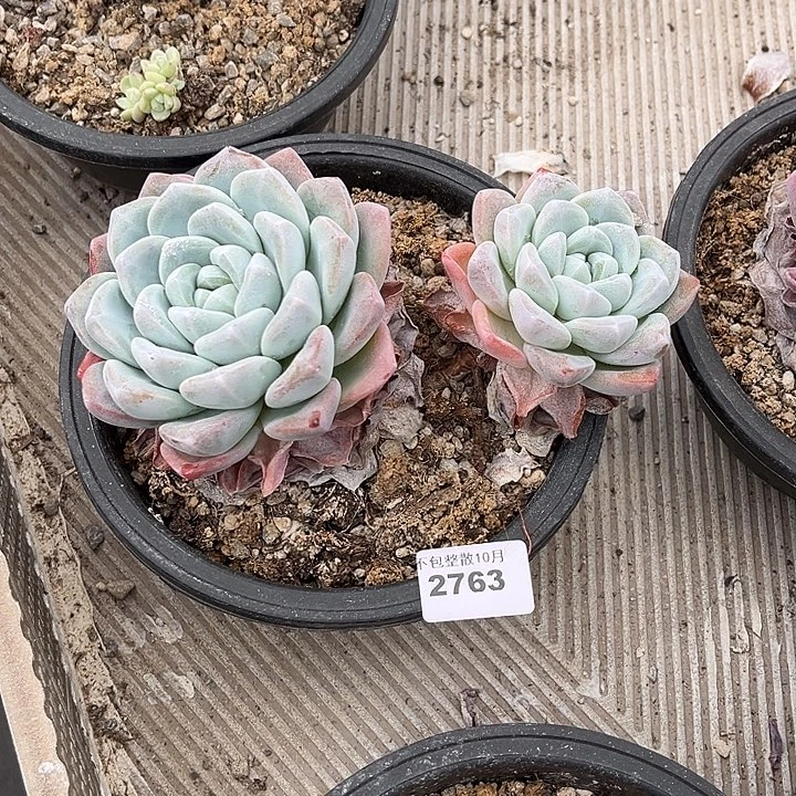 丨***月阿雅园艺。        2763