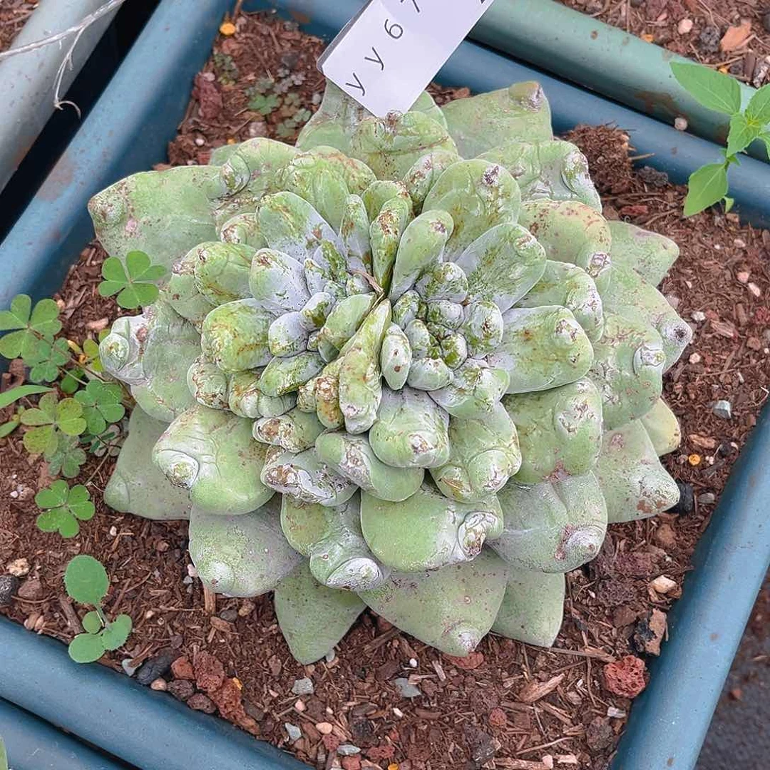 拇**王拇指石化老桩仙女杯yy676