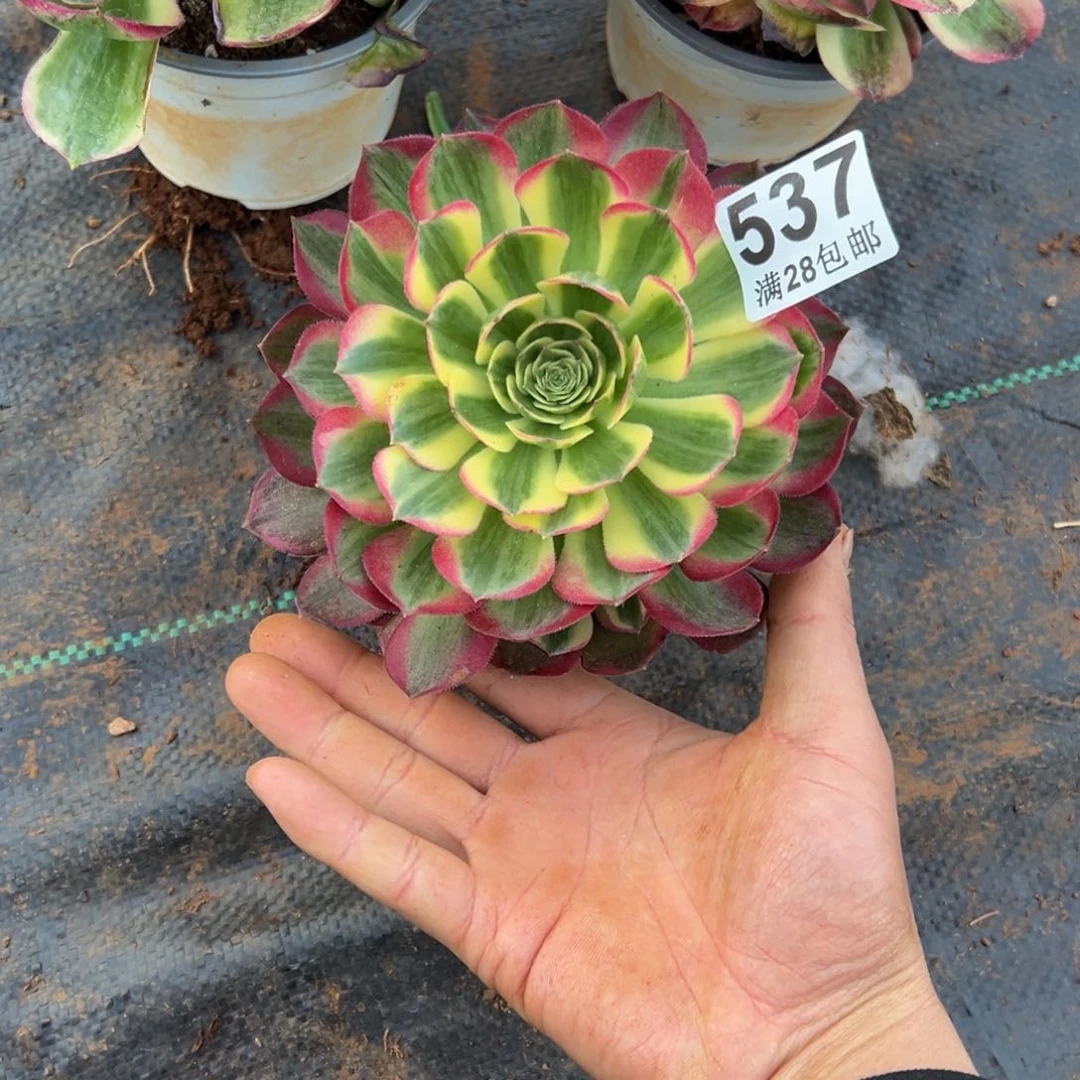 瑞*多肉植物537多肉