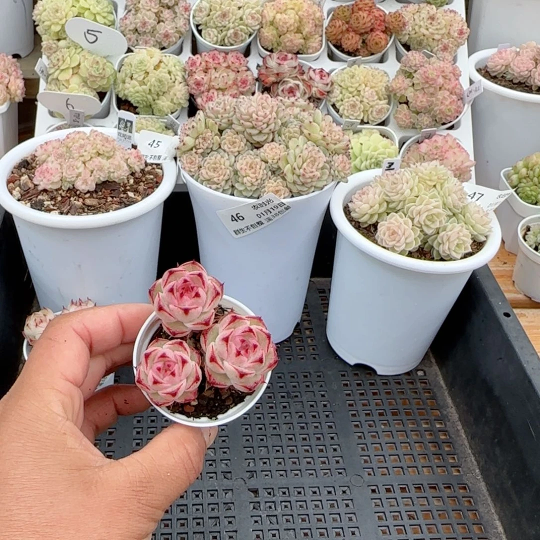 【闪购商品】0119-49边线包子