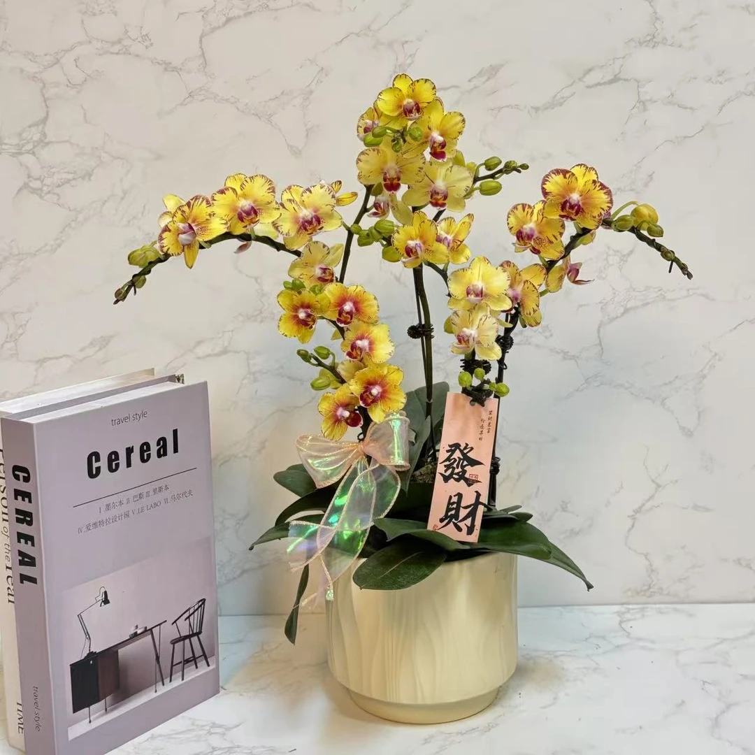 多彩优选(金凤凰)黄色好养稀有蝴蝶兰鲜花室内送礼高端花卉