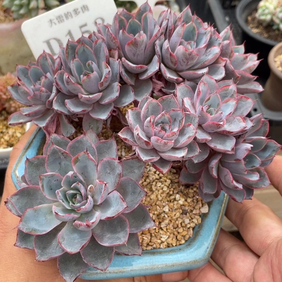 158赫拉不带盆15厘米有砍