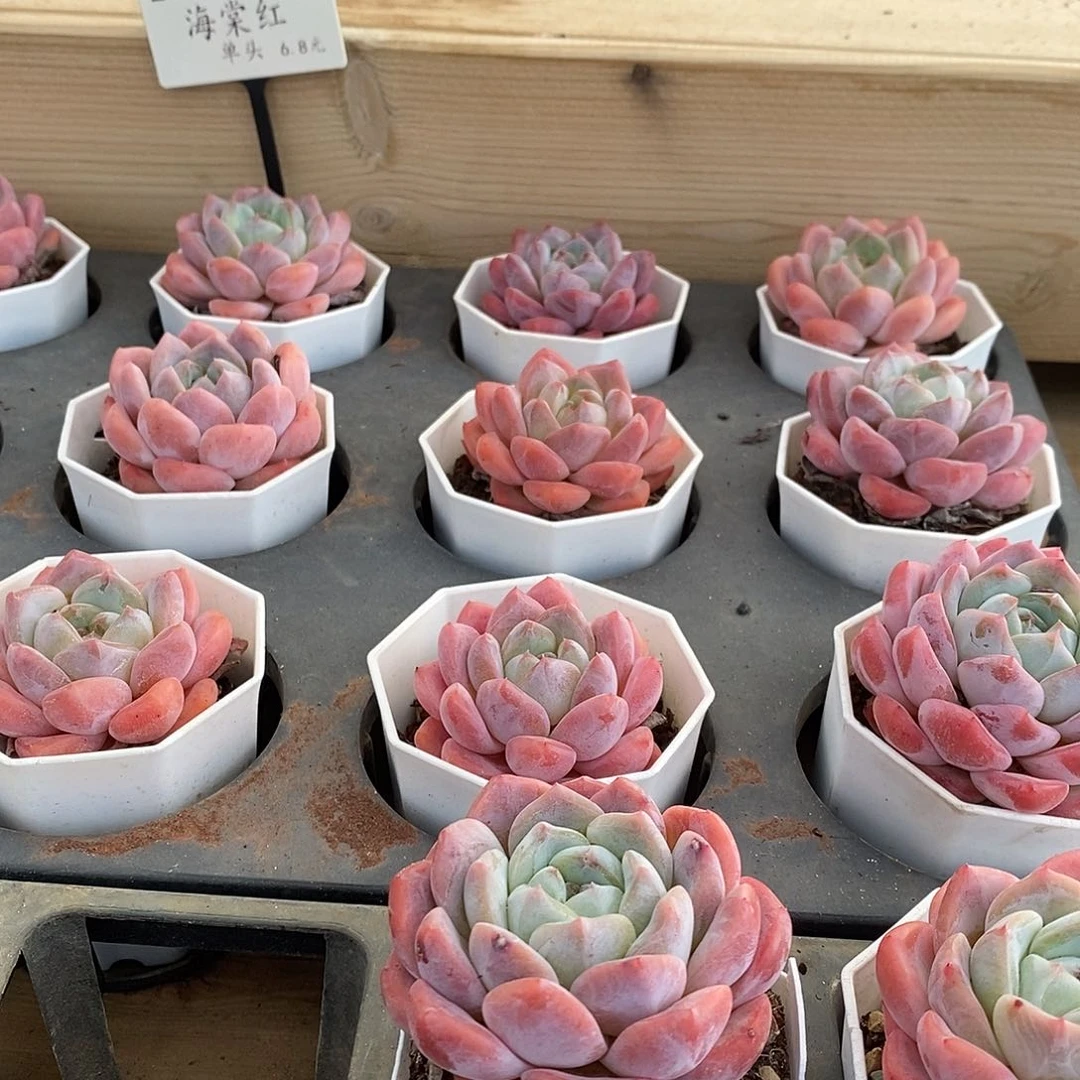 123海棠红单头 福利多多