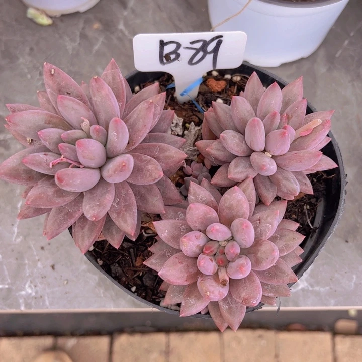 健健康康平平安安