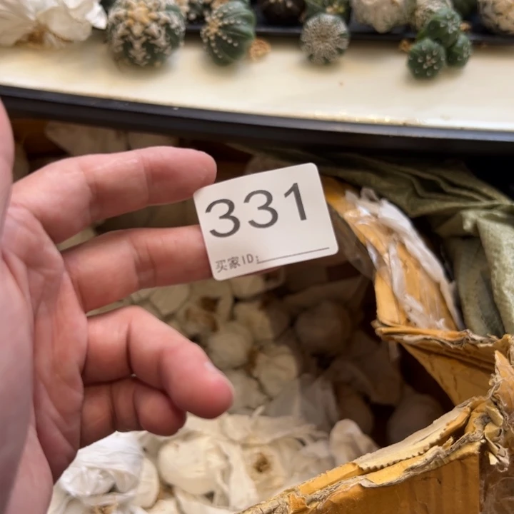 B***R兜星球仙人球331号