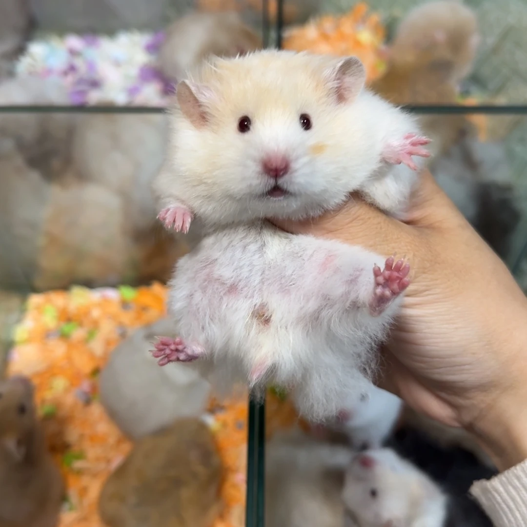 直毛蜜波妹妹（10.25）