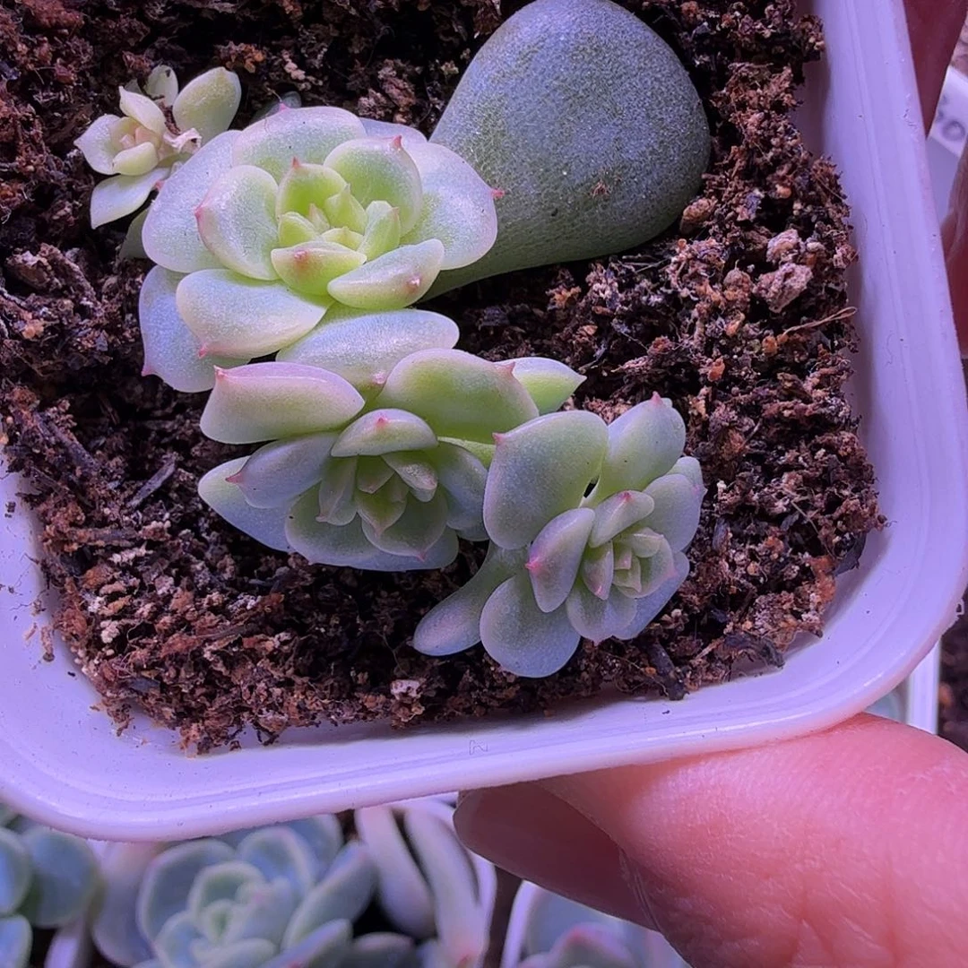 荔枝甜心一物一拍