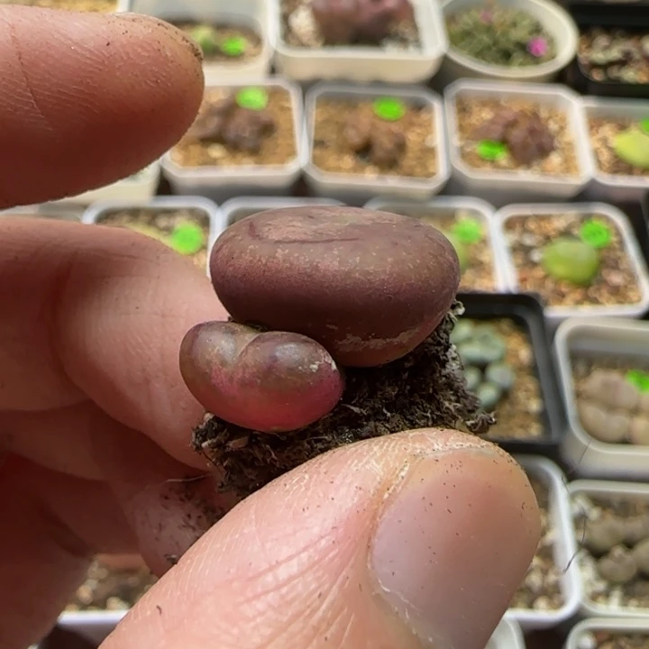 双头杂交多肉植物197