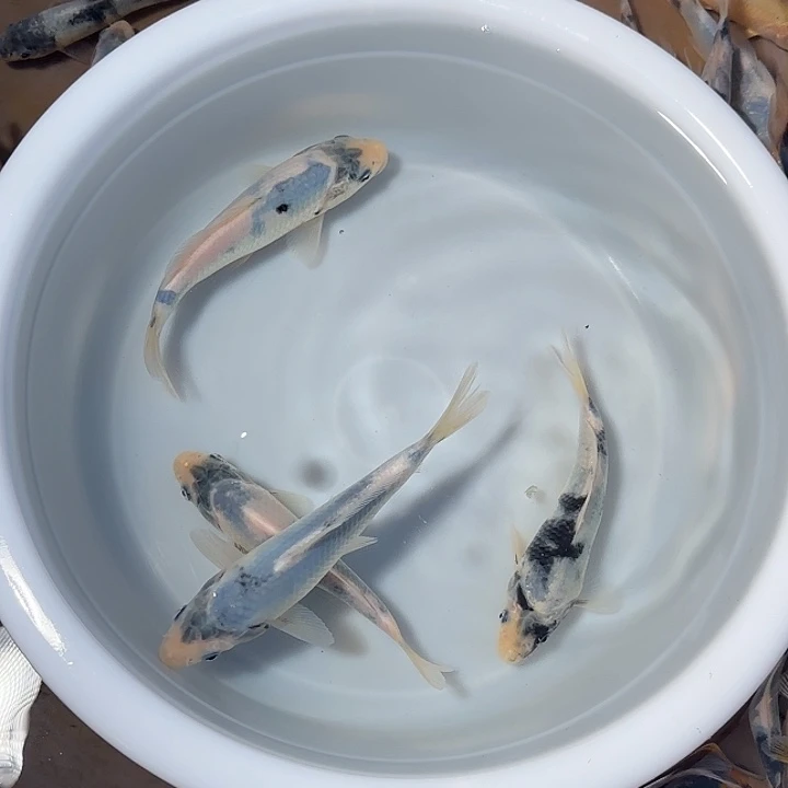 3***9锦鲤锦鲤的故事是