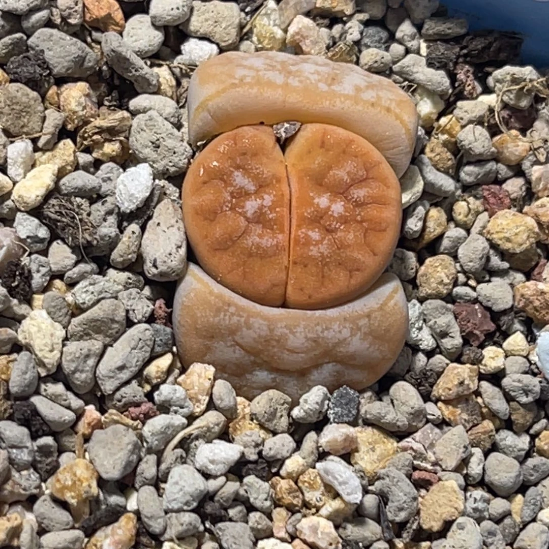 7076拿铁309a荒玉