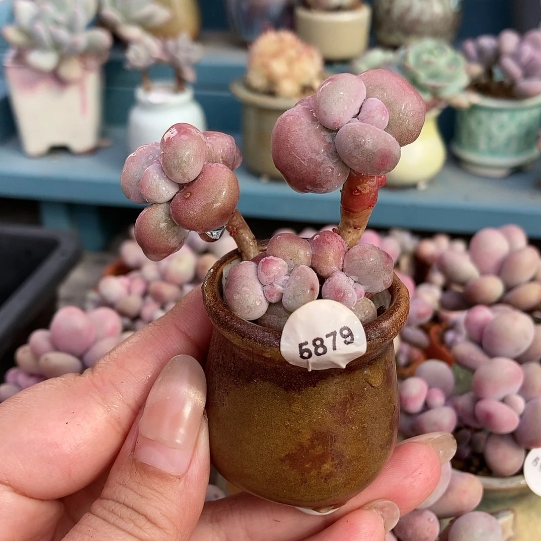5879糖果腰子蛋带盆土