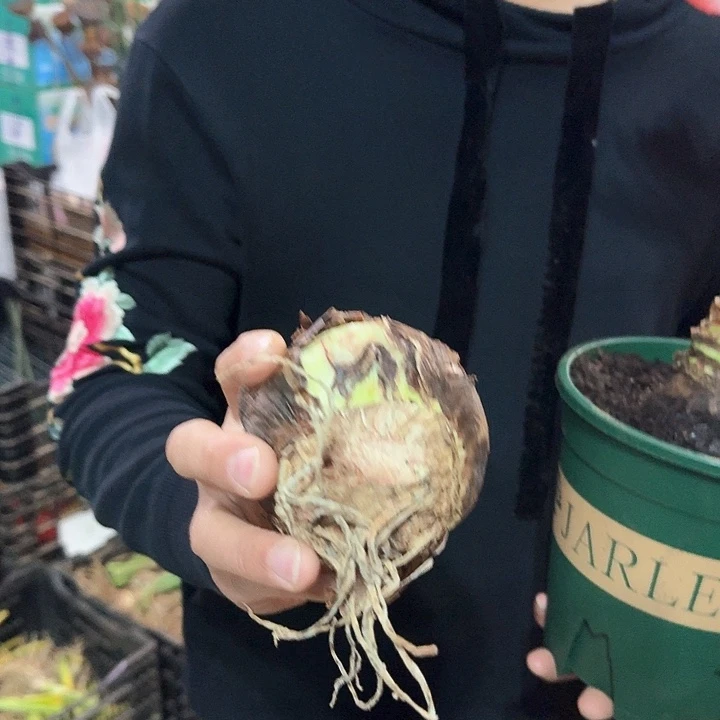 ****憶残次梦幻直径7.5厘米进口