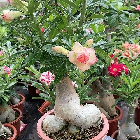 【闪购商品】无花朵觉****1