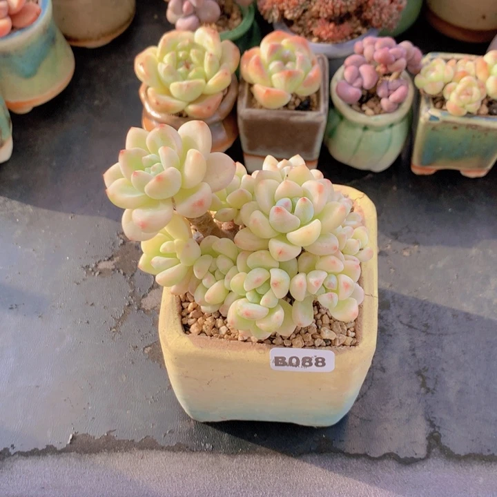 一物一拍含盆土满38包邮B088