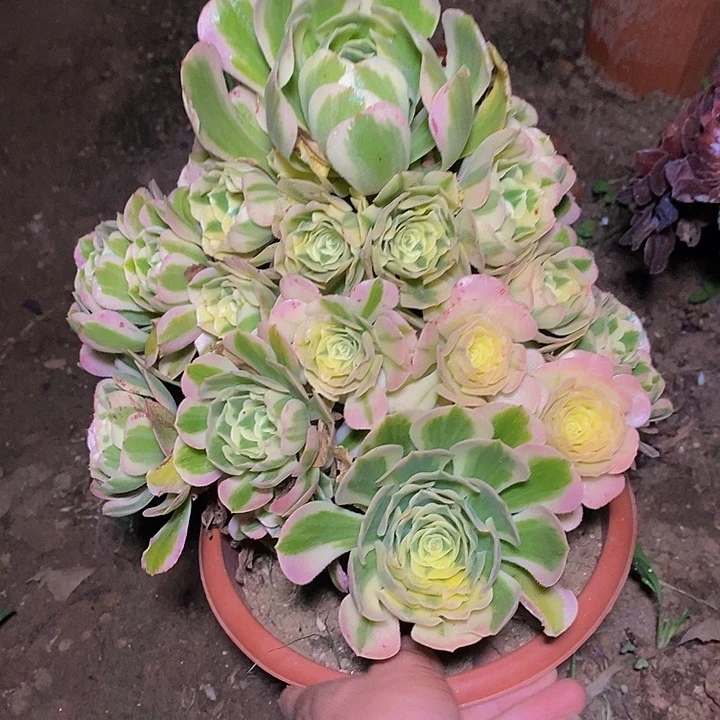 多肉植物法师迈巴赫
