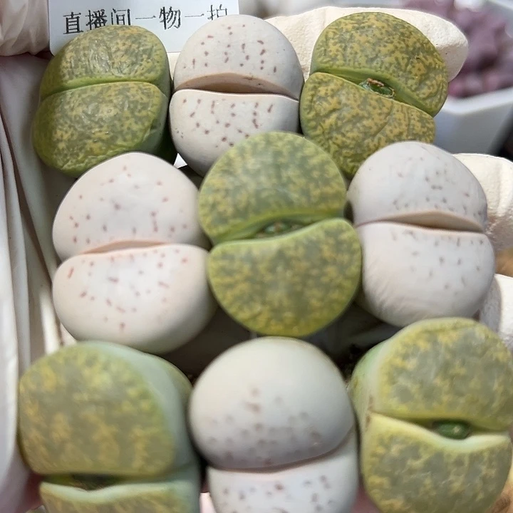 8899 好养易活生石花大母本9个有点干有点老疤特价