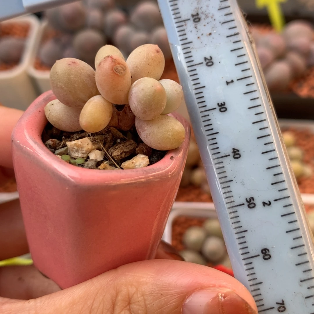 蛋黄奶 不凑满28元发一片叶 不售后 到付