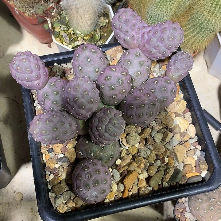 用****3自根习志野仙人球