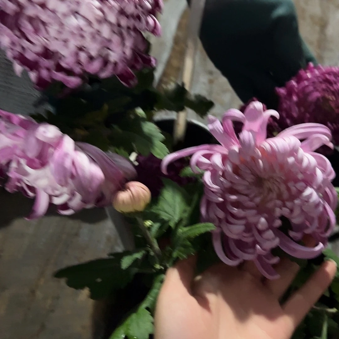 全部花朵B00000001