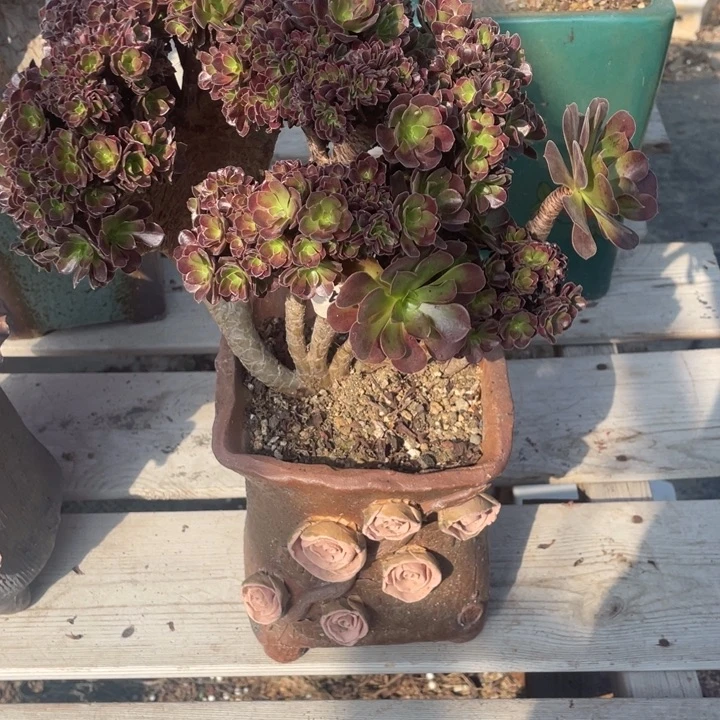 多肉的食物也要被喂了喂它吧哈哈