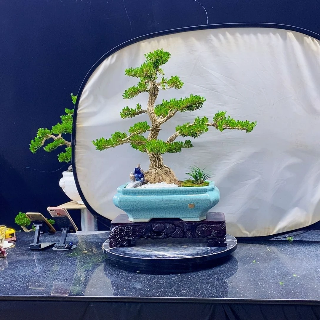 无花朵黄杨盆景造型