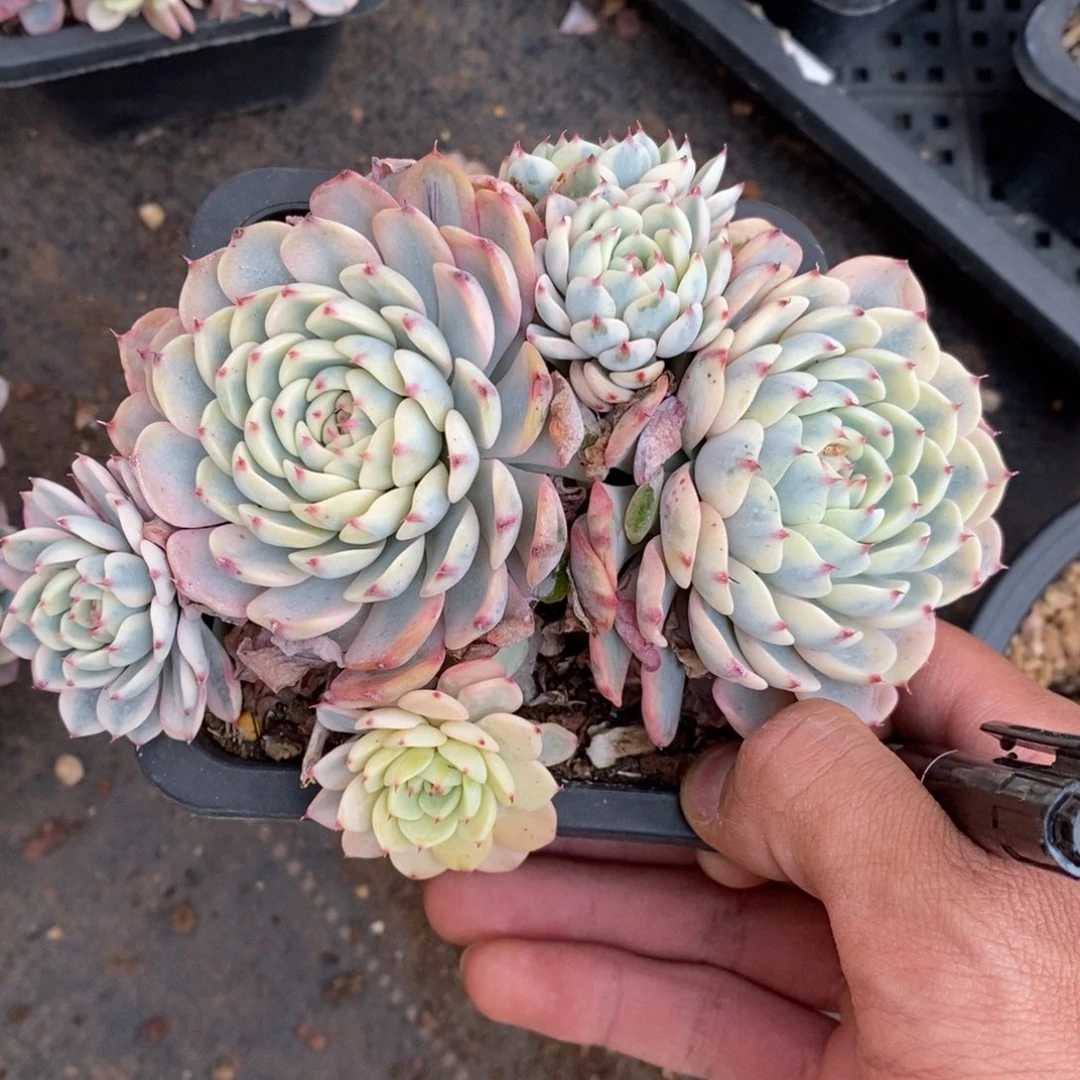 ?****。姬莲锦多肉植物