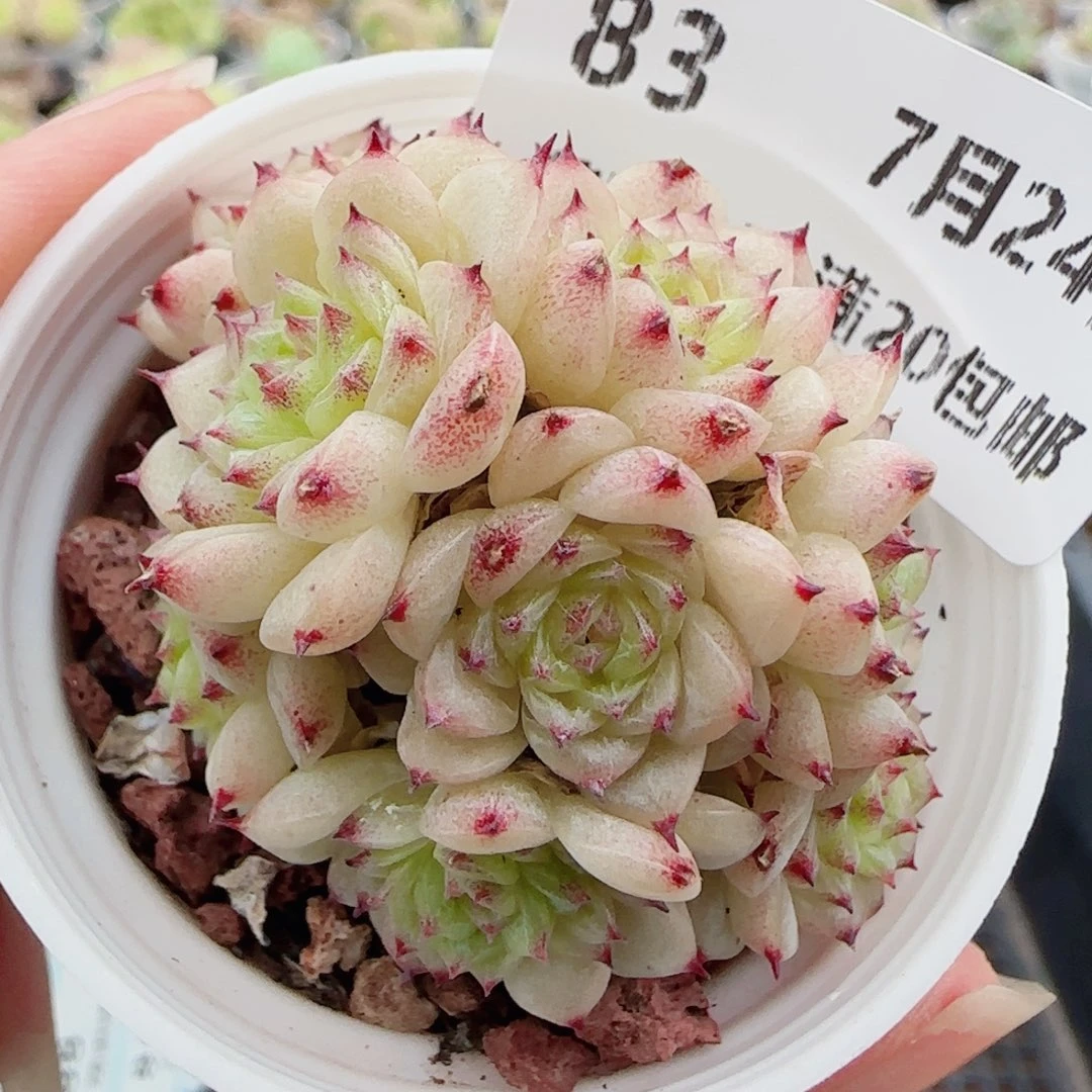 花语逸镜0724-83散