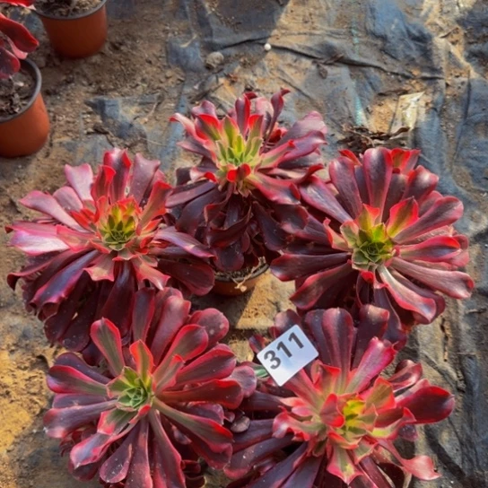 美杜莎5棵3号棚311