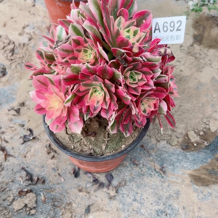 692女巫多肉植物