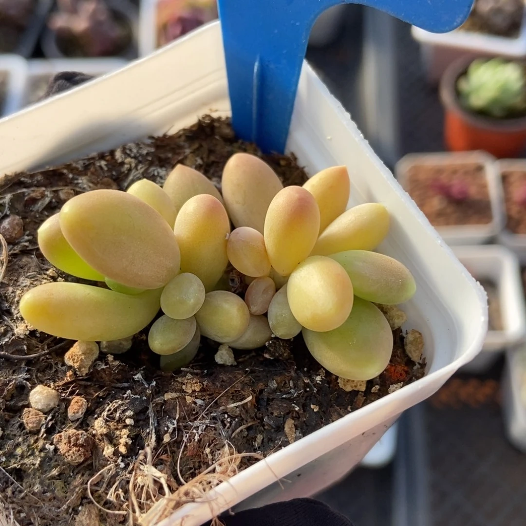 7芒果美人多肉植物保护