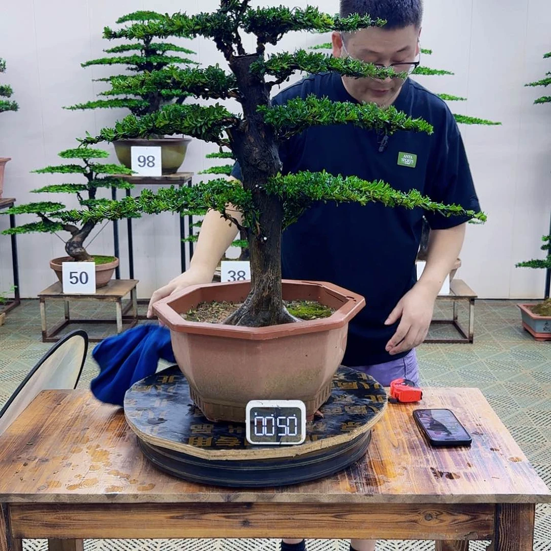 无花朵红芽罗汉松造型盆景塑料盆