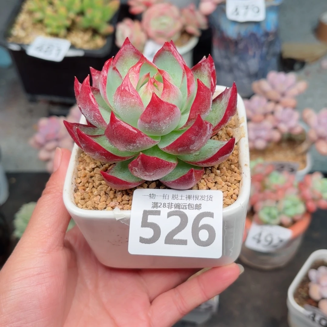 惊鸿仙子无盆土发货