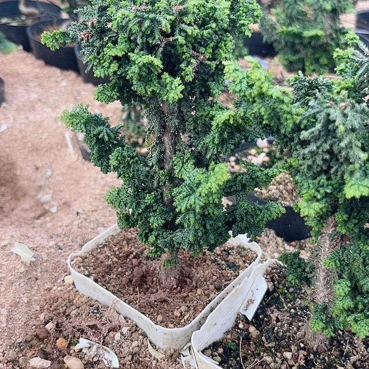 无花朵X3石化桧石化桧