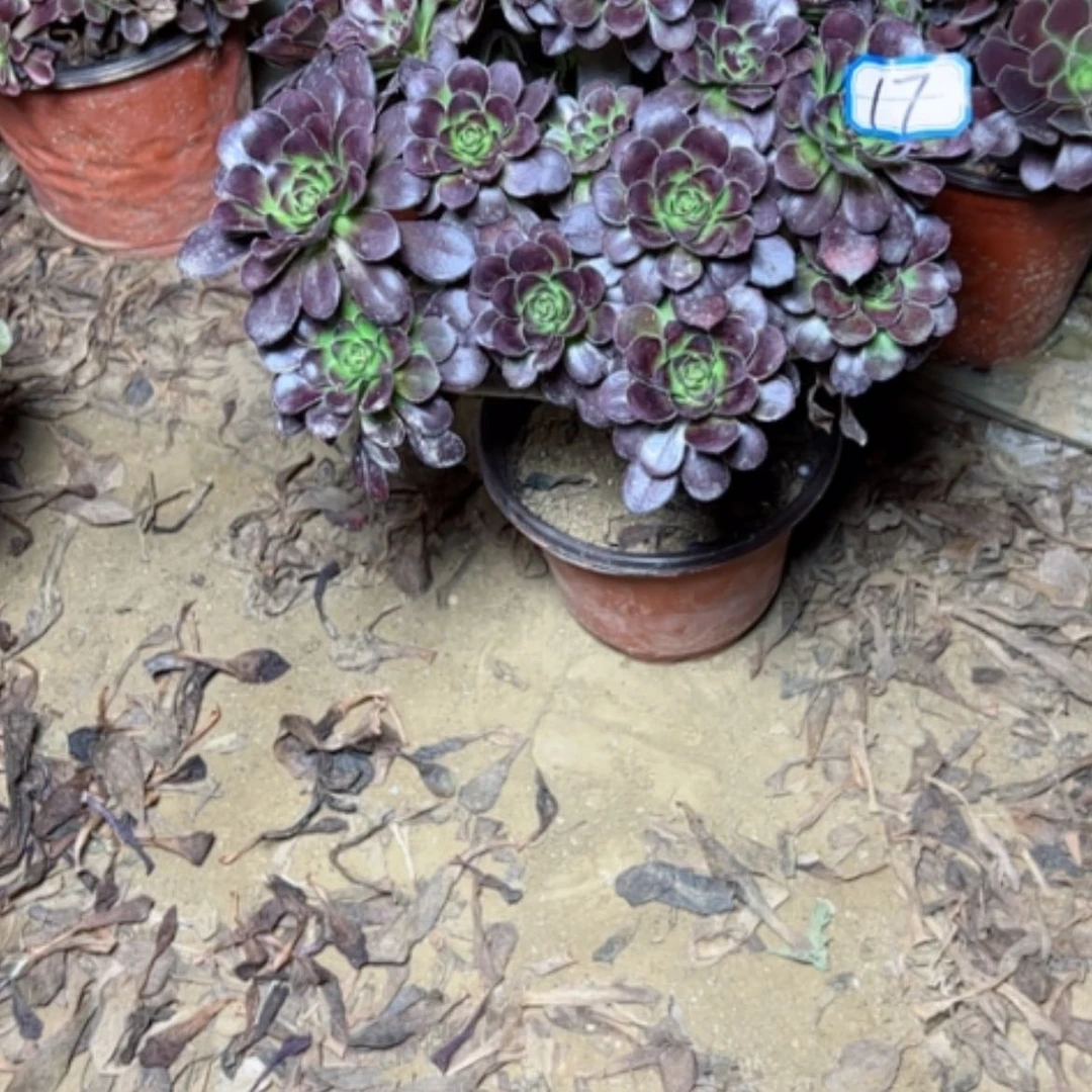 【闪购商品】香**肉红酒17