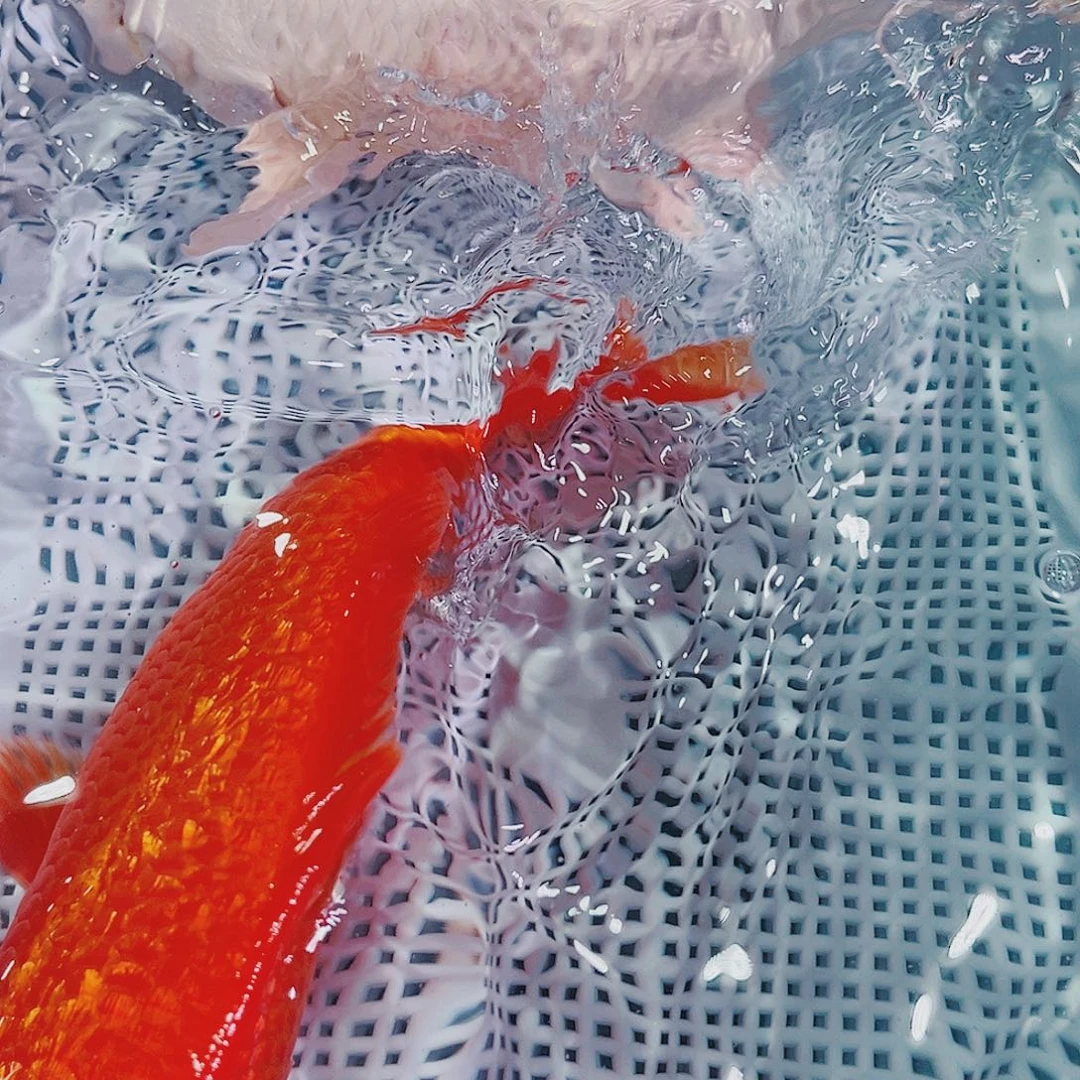 锦鲤锦鲤冷水鱼观赏