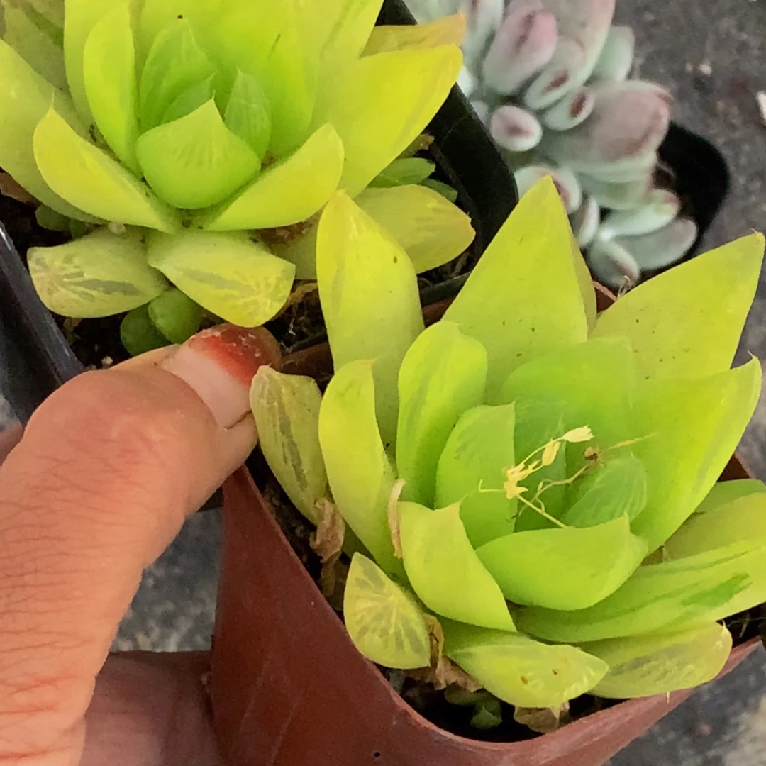 黄金菊。（满9.99包邮不满9.99发叶子）