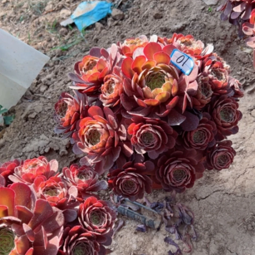 【闪购商品】多肉植物红魔断枝不包10