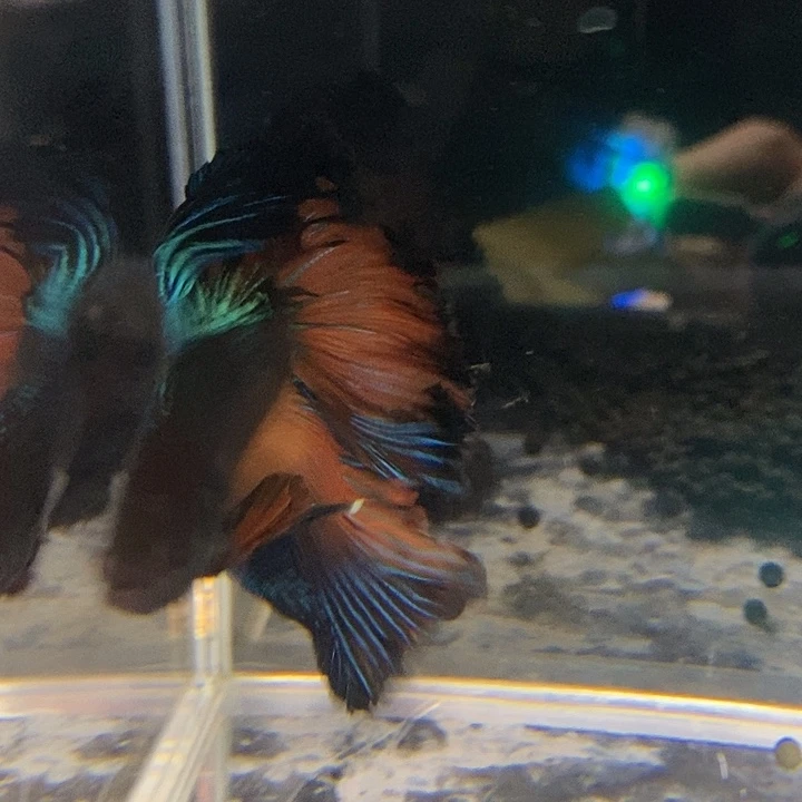 斗鱼黑159号巨否半月