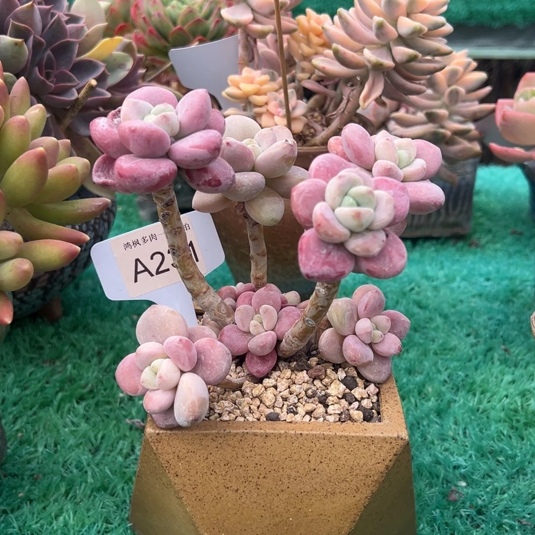 无花朵红洛神，，，，，，，，，，，，，，，