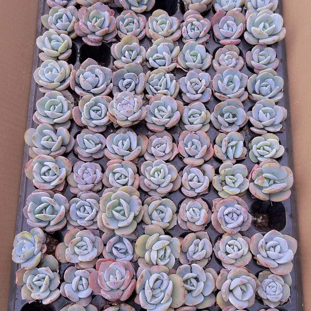 奶茶土球105颗带拖地