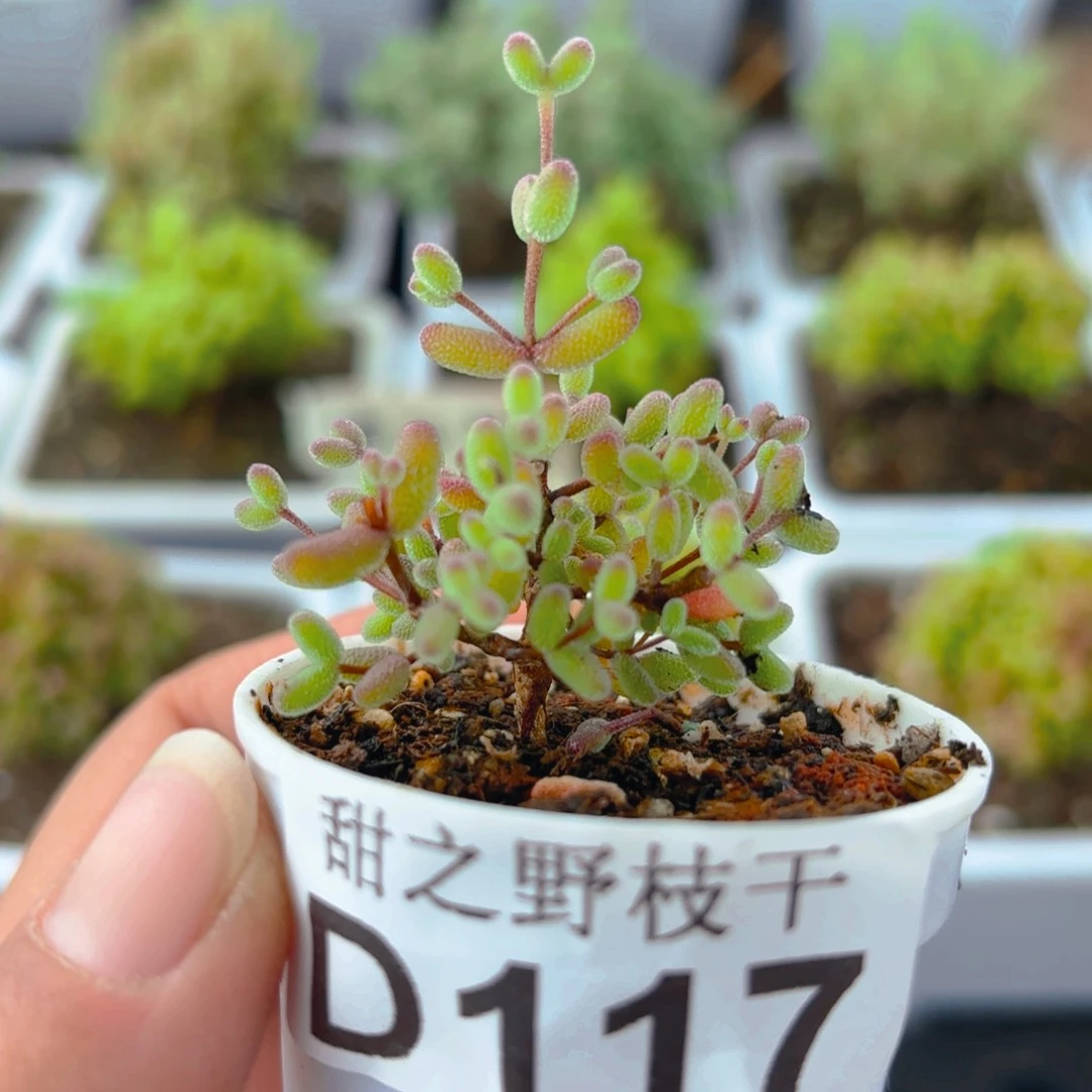 实生蜜叶糖球11.