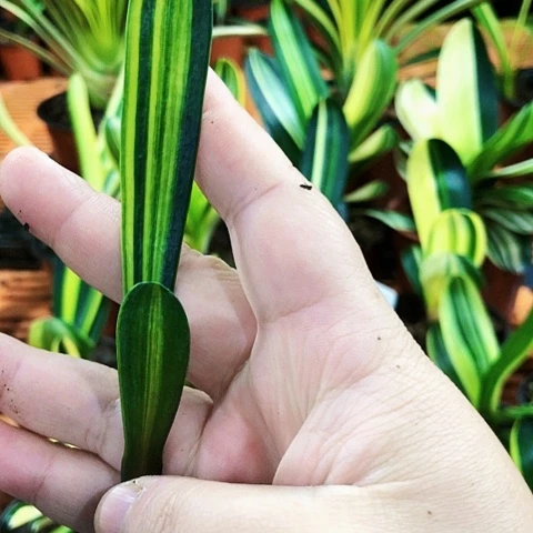 【闪购商品】大*妈